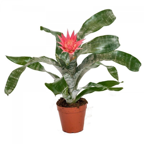 Aechmea Fasciata